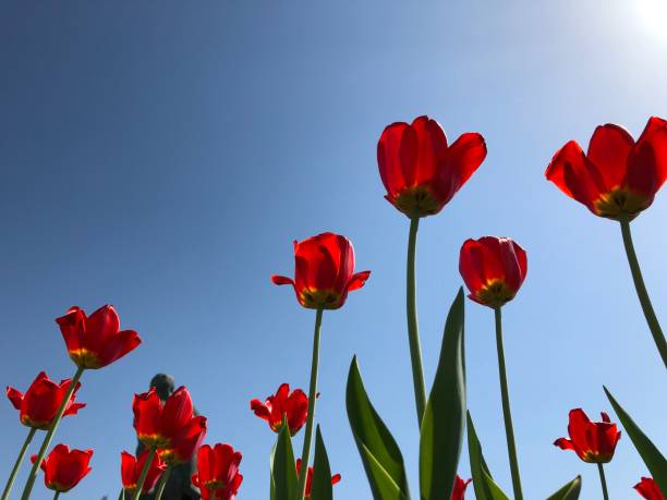 istock Red perfect flowers in the field view from below in sunlight 2201445385