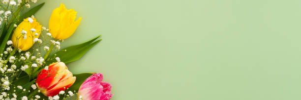 istock Spring background with tulips and gypsophila 2201446523