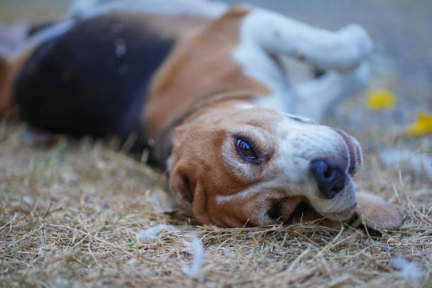 Beagle Dog Relaxing on Straw During a Warm Summer Day Outdoors