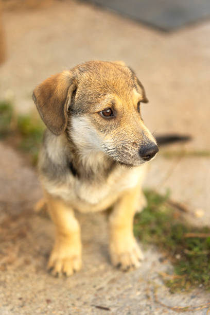 A cute curly-haired puppy stands on a tiled floor, looking directly at the camera with an adorable, curious expression—perfect for pet lifestyle, social media, and commercial pet content.