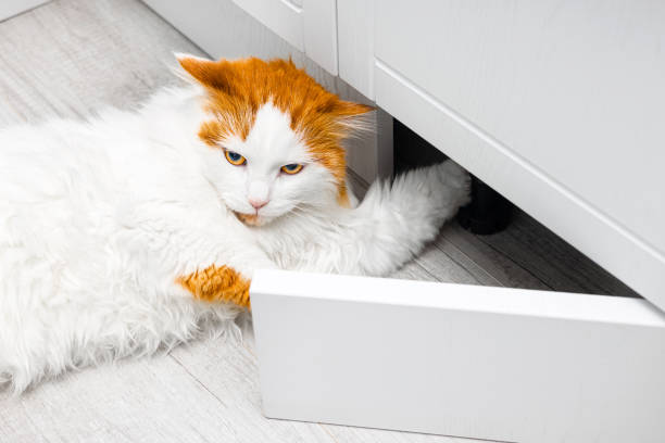 istock cute white cat climbed under the closet. 2201453748