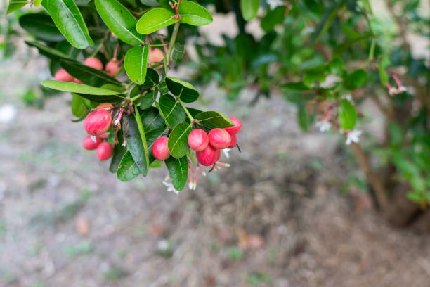 The fruits of the Bengal currant tree in the garden