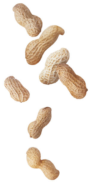 istock isolated falling peanuts. Flying raw shelled peanuts isolated on white background 2201458811
