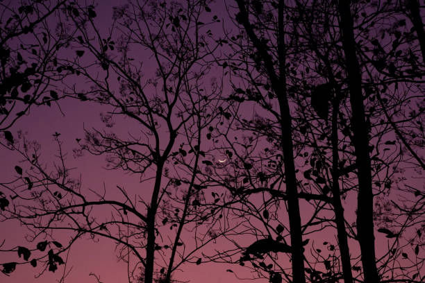 Astrophotography Landscape with Trees on Ridge and Milky Way - Scenic dark sky area with vivd clear stars and Milky Way with foreground tree snags in silhouette perched on mountain ridge.