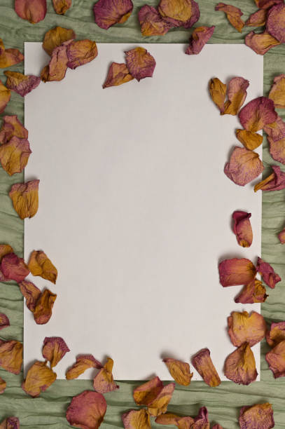 Dry rose petals on a white background. Green cloth. Greeting card. Copy space, frame, place for adding text, design, Wallpaper, backdrop, cover