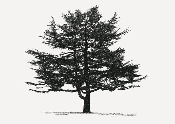 bildbanksillustrationer, clip art samt tecknat material och ikoner med cedar tree conifer pine - cederträd
