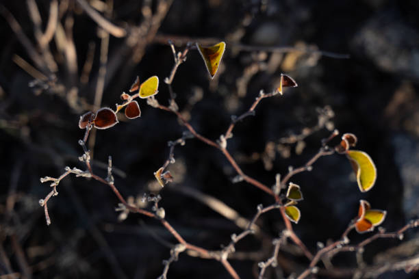 Ice crystals on a yellow leaf in sunlight.