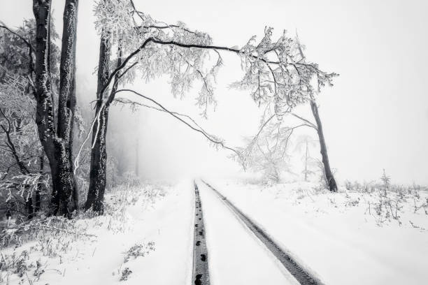 Winter road through snowy landscape with trees