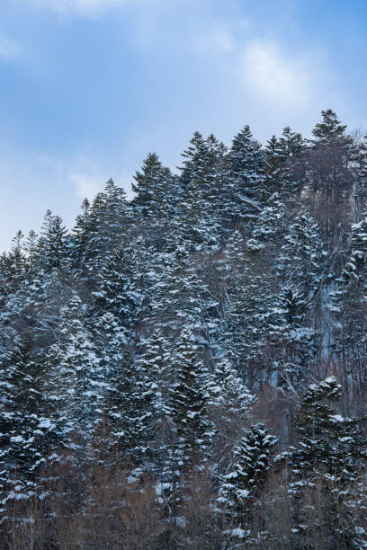 Snow Covered Pine Trees Landscape with Clear Sky