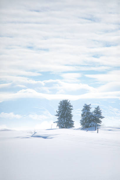 Winter Landscape With Snow Covered Trees on the Field