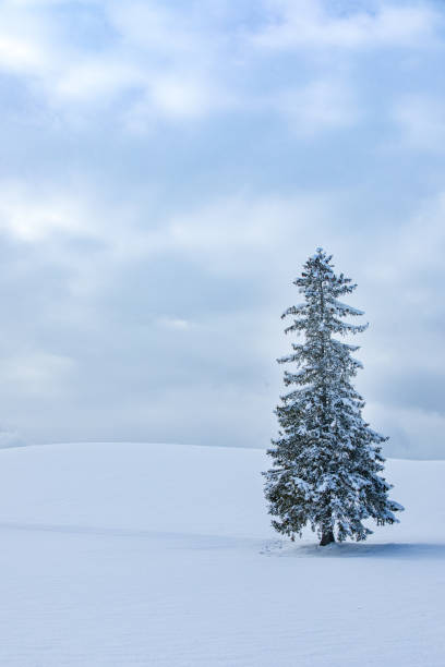 istock Christmas Tree at Biei, Hokkaido, Japan 2201472555