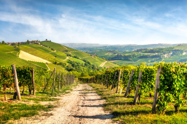 istock Langhe, path among the vineyards, Neive, Piedmont, Italy. 2201472639