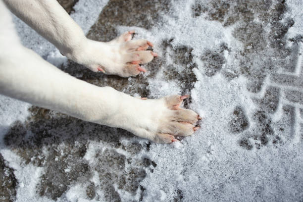 White dog paws on snow , cold weather joint problems for animal, soft focus