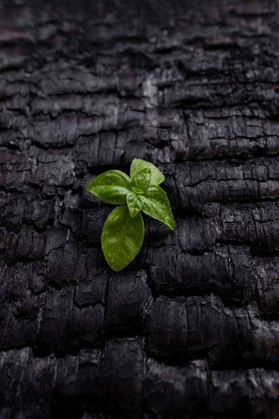 istock Green tree sprout emerging from burned charcoal wood texture, nature rebirth concept, selective focus, side view 2201474010