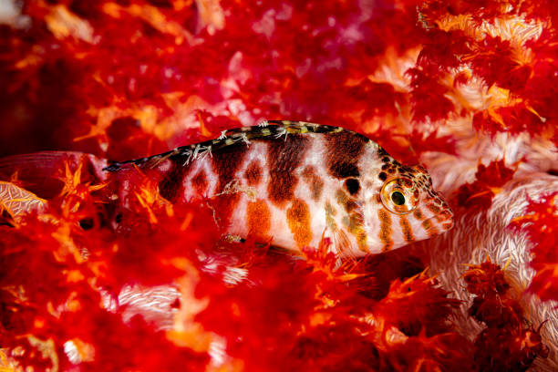 Cirrhitichthys aprinus in Oshima, Tokyo, Japan