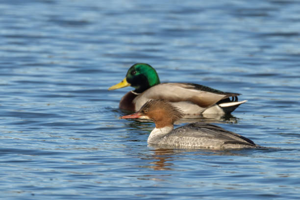 Female common merganser (Mergus merganser) and male mallard duck (Anas platyrhynchos) swimming in a lake.