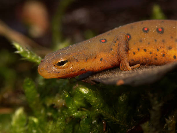 Natural closeup on a Notophthalmus viridescens or Eastern Broken-Striped , Central , Peninsula or Red Spotted Newt