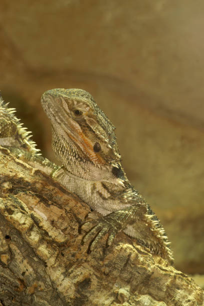 istock Bearded dragon perched on a weathered branch, showcasing its spiky scales and unique patterns against a soft background. 2201478289