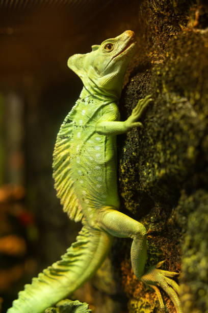 Close-up of big chameleon