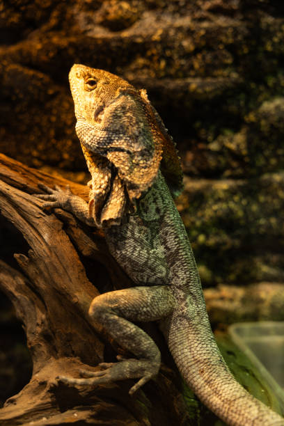 Close-up of big chameleon