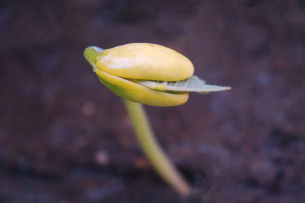 Young bright green bean sprout just emerging from the ground