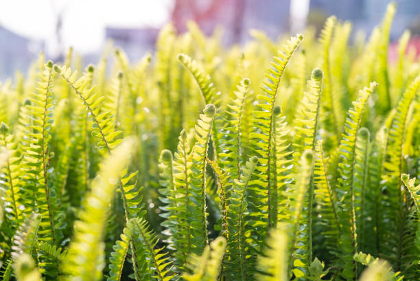 Green bracken fern as a close up
