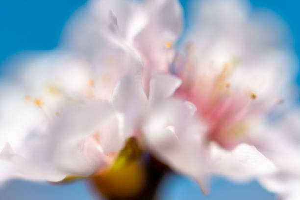 close-up of blooming almond tree leaves from benidorm town in spain