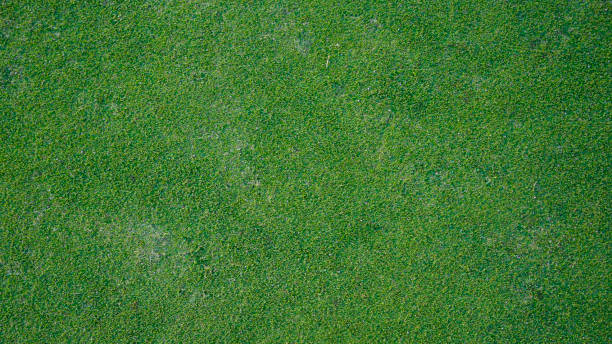 istock Green grass background, top view background of garden bright grass concept used for making green backdrop. 2201480503