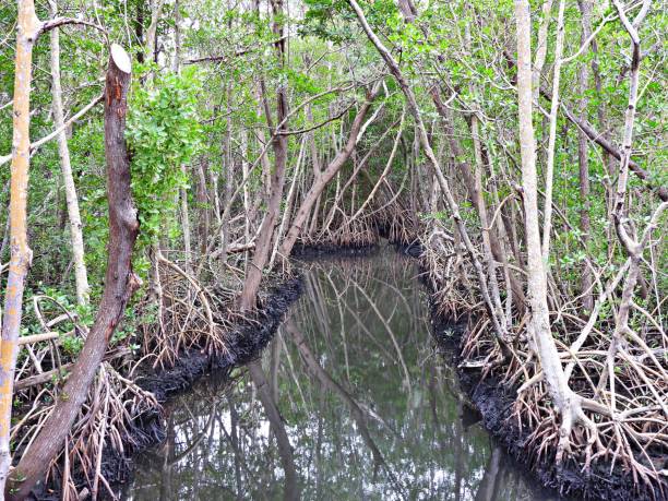 istock Red Mangrove (Rhizophora mangle) - roots  in the water with reflections 2201480507
