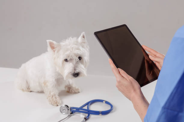 istock Veterinarian using a tablet for a digital pet check-up while a cute white dog waits on the examination table in a modern vet clinic 2201481200
