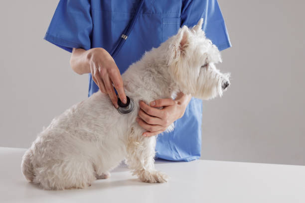 istock Veterinarian examining a small white dog with a stethoscope during a checkup at a clinic 2201481236