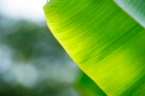 This close-up image captures the intricate details of a vibrant green leaf illuminated by soft natural light, highlighting its texture and organic beauty.