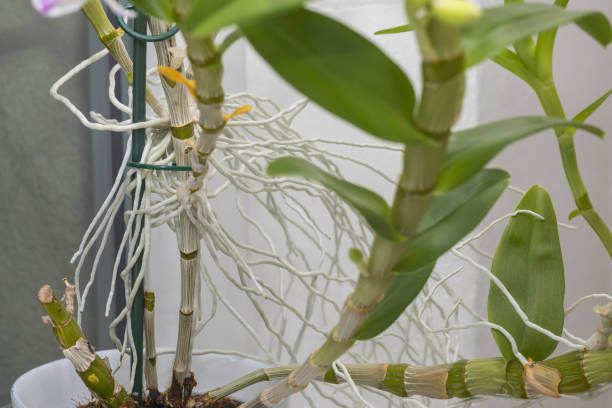 istock A beautiful home flower, an Orchid in a pot, is like an interior decoration on the windowsill in the room 2201482995