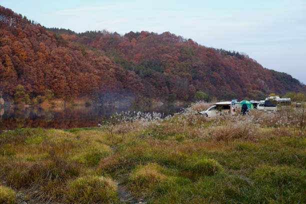 Daejeon, South Korea - November 12, 2020: Campers set up tents and vehicles along the Geum River, surrounded by tall reeds and autumn foliage, enjoying a scenic outdoor escape by the water.