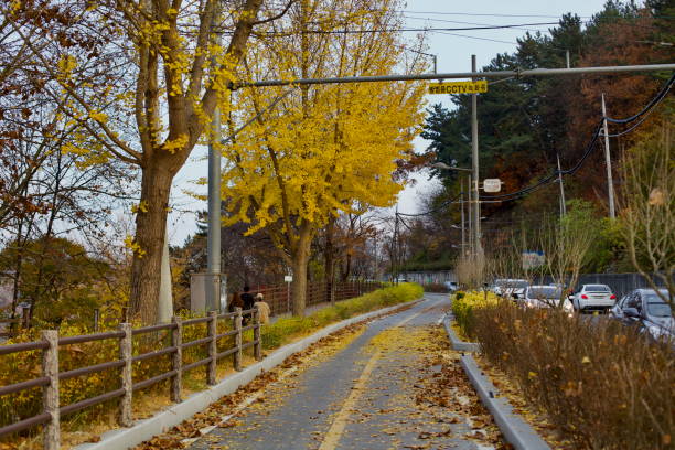 Daejeon, South Korea - November 12, 2020: A cycling path lined with golden ginkgo trees and fallen leaves runs alongside the Geum River in Daedeok District, offering a scenic autumn ride for cyclists and pedestrians.