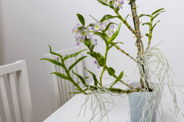 istock Home flower in a flowerpot stands on a table in the interior 2201483165