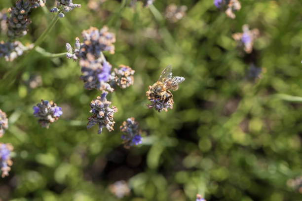 Lavender - a blue-violet flowering medicinal plant