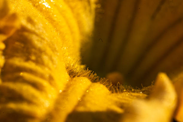 Flowering pumpkin. Yellow pumpkin flower in garden . High quality photo