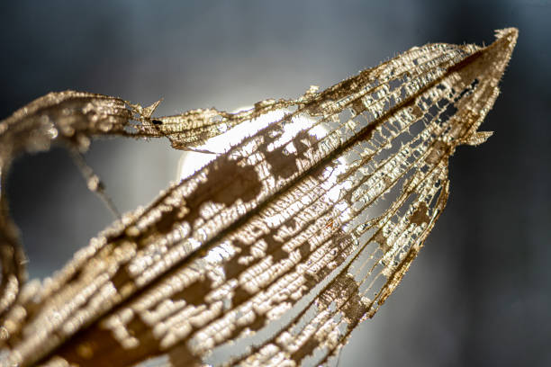 abstract close-up view of leaf texture, water plant in backlight, abstract structure, autumn
