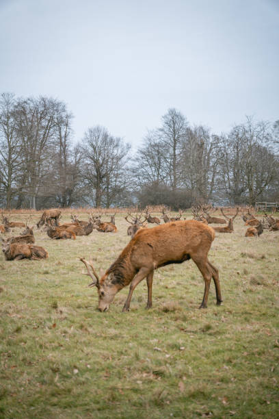 istock Richmond Park. Deer Roaming in the Wild 2201484294