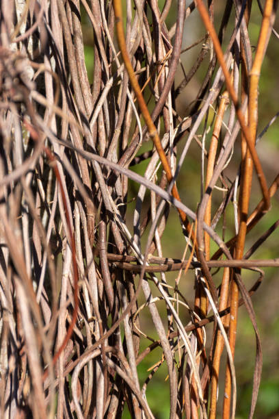 plants of various wild vines intertwined around a tree trunk, autumn