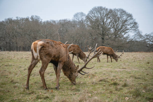 istock Richmond Park. Deer Roaming in the Wild 2201485033