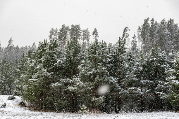 istock winter landscape with forest, magical snow-covered trees, gorgeous winter day 2201485244