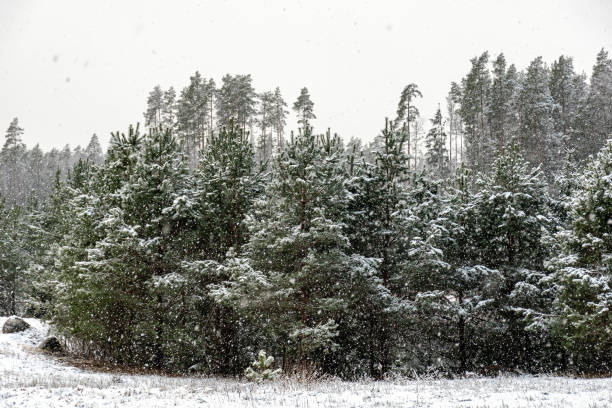 istock winter landscape with forest, magical snow-covered trees, gorgeous winter day 2201485377
