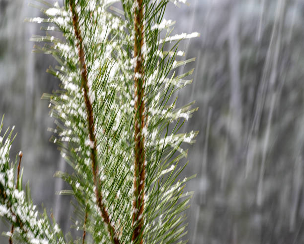 abstract photography with falling snow texture, blurred picture during snowfall, cool texture, winter