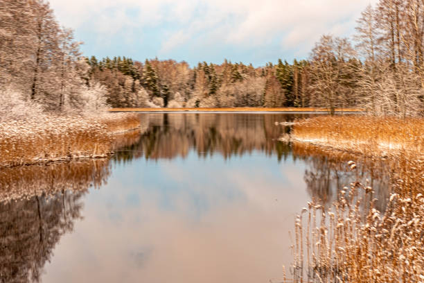 beautiful winter landscape with river source, light snow on trees and old reeds, reflections, Strupe near Vaidava lake, Latvia
