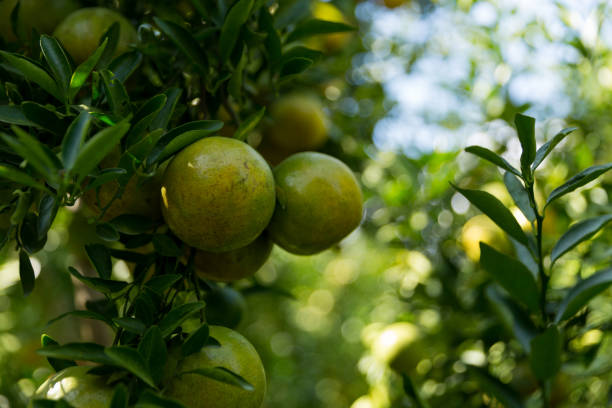 istock Business concept nature revolves around citrus orchard orange tree are growing, vibrant fruit organic lush leaves creating stunning background, green garden of thriving crop ripe laden with branches 2201488367