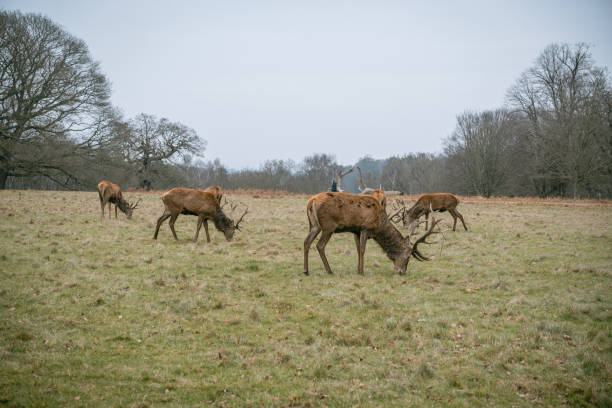 istock Richmond Park. Deer Roaming in the Wild 2201488807