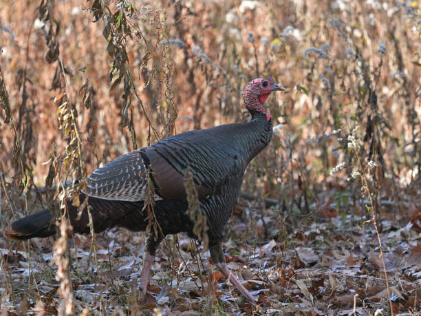 istock Wild turkey in fall meadow with tall wildflowers going to seed 2201490546