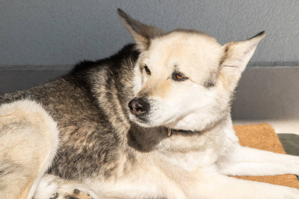 istock Mix breed domestic dog 2201490566